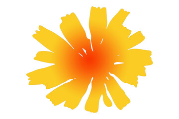 Margherita fiore © mauro tombolini