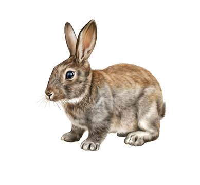 The rabbit (Oryctolagus cuniculus)