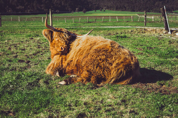 Kyloe  Highland Cattle