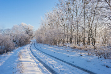 Country Road Among Frosted Trees. Winter forest on a sunny day. road covered with snow