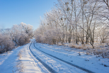 Obraz premium Country Road Among Frosted Trees. Winter forest on a sunny day. road covered with snow