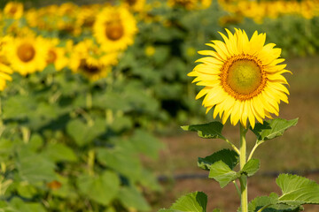 Beautiful yellow color sunflower in the agriculture farm background