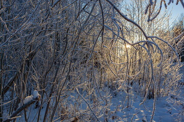 Frost on tree branches in winter forest