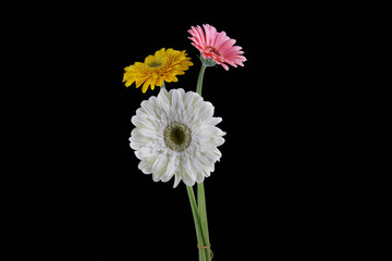 colorful daisies in front of black background