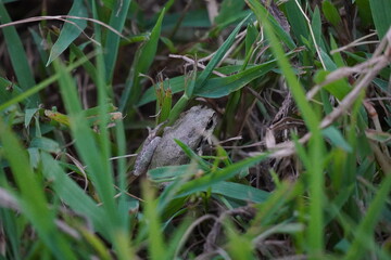 草むらの中のカエル