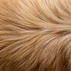 Dog fur texture background yellow Labrador Retriever.