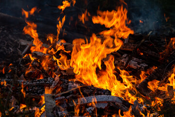 Burning down fire. Last embers and ashes