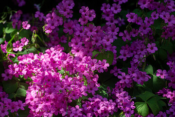 Pink wood sorrel flowers illuminated by a ray of sunshine and other flowers of the same bush in dim light