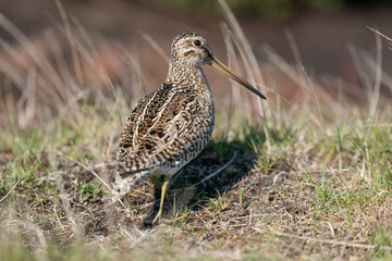 The Magellanic Snipe (Gallinago magellanica)