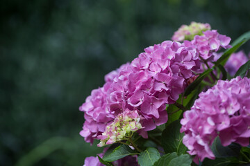 Close up pink hydrangea flowers on gradient green background