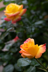 Two Chinese roses.  One in the foreground in focus and one blurred in the background