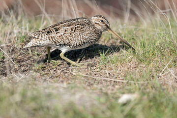 The Magellanic Snipe (Gallinago magellanica)