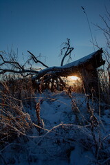 The sun shines through the branches of a snow-covered fallen tree