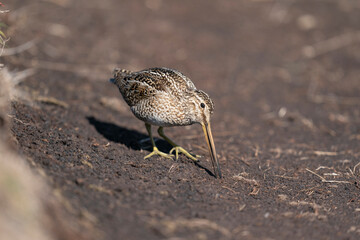 The Magellanic Snipe (Gallinago magellanica)