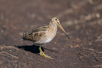 The Magellanic Snipe (Gallinago magellanica)