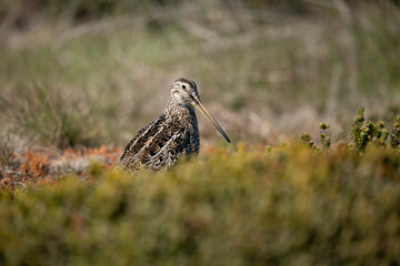 The Magellanic Snipe (Gallinago magellanica)