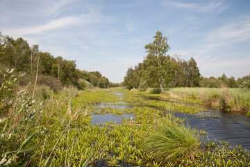 Lot of water plants in the weerribben also called water soldiers.