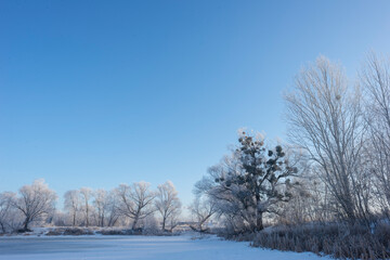 Landscape With Snowy Trees. Frozen Lake.