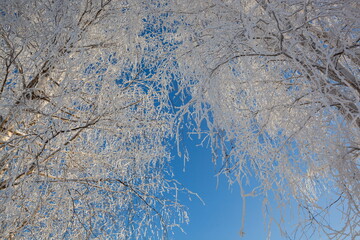 Frost on tree branches in winter forest