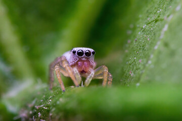 Close up image of jumping spider. macro mode close up shot animal and insect.