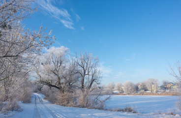 Landscape With Snowy Trees. Frozen Lake.