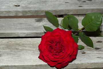 Rosa roja sombre fondo de madera.