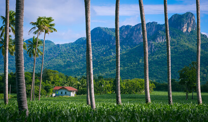 Beautiful rural view of little house between row of coconut trees in organic corn field with mountains and blue sky background