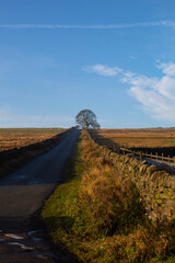 Tree in the distance with a straight road English Countryside