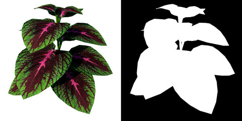 Top view of Plant (Coleus Plectranthus scutellarioides ) Tree png with alpha channel to cutout made with 3D render  © Emmanuel Vidal