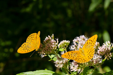 Silver-washed fritillary butterfly in natural environment, National park Slovensky raj, Slovakia
