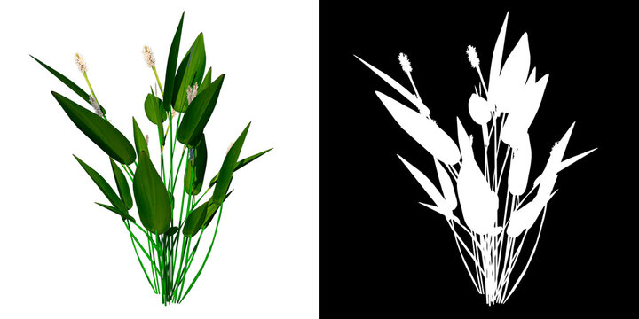Front view of Plant (pickerelweed pickerel weed Pontederia cordata ) Tree png with alpha channel to cutout made with 3D render 