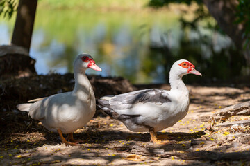 white domestic ducks. The duck is white, in nature.