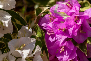 Colorful of Bougainvillea flowers in the nature