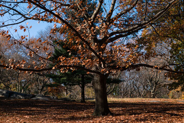 Fototapeta premium Colorful Old Tree during Autumn at Central Park in New York City
