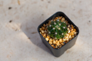 Various of small cantus tree planted in a pot