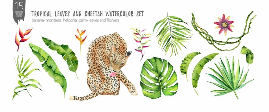 Tropical leaves, flowers and big cat cheetah watercolor elements set
