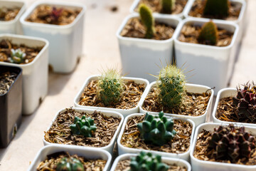 Various of small cantus tree planted in a pot