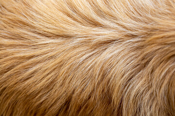 Dog fur texture background yellow Labrador Retriever.
