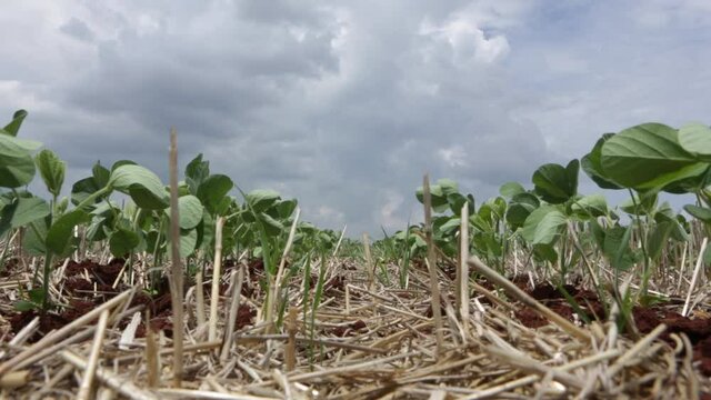 New crop close up of young soybean plants of no-till farming growing in the moisture soil em dia ensolarado and blurred plantation background. Concept of agriculture, industry, food, harvest, farm.