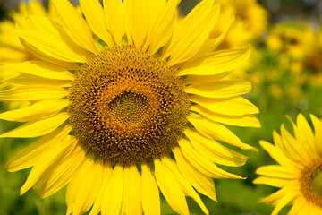 Obraz premium Close-up of sunflower, sunflower in the field on summer