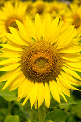 Close-up of sunflower, sunflower in the field on summer