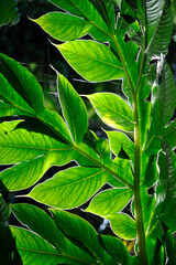 Abstract green leaves background in natural sunlight.
