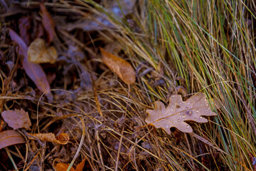 autumn leaves on the ground