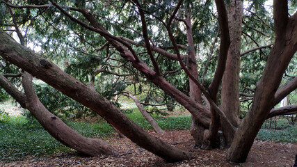 Crimean peninsula, southern coast, the city of Yalta. In one of the oldest in the world, Nikitsky Botanical Garden, founded in 1810.