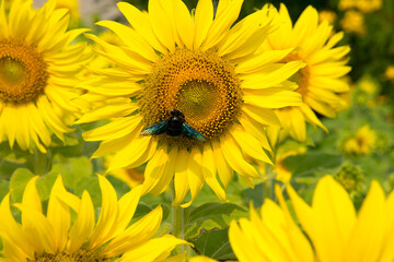 sunflower with insect in the garden