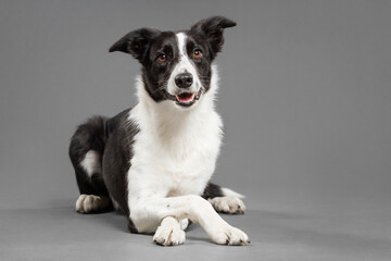 cute border collie dog crossing her front legs portrait in the studio against a grey background