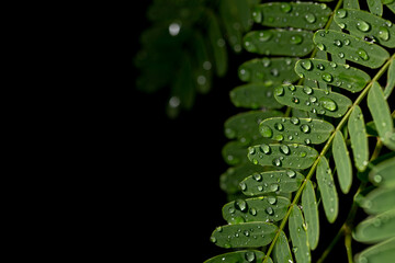 Water drop on green leave. Nature background