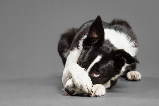 cute border collie dog covering her nose with her paw trick in the studio against a grey background