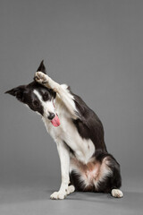 cute border collie dog waving at the camera in the studio against a grey background