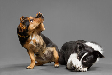 two cute dogs a dachshund mix and a border collie covering their noses with their paws trick...
